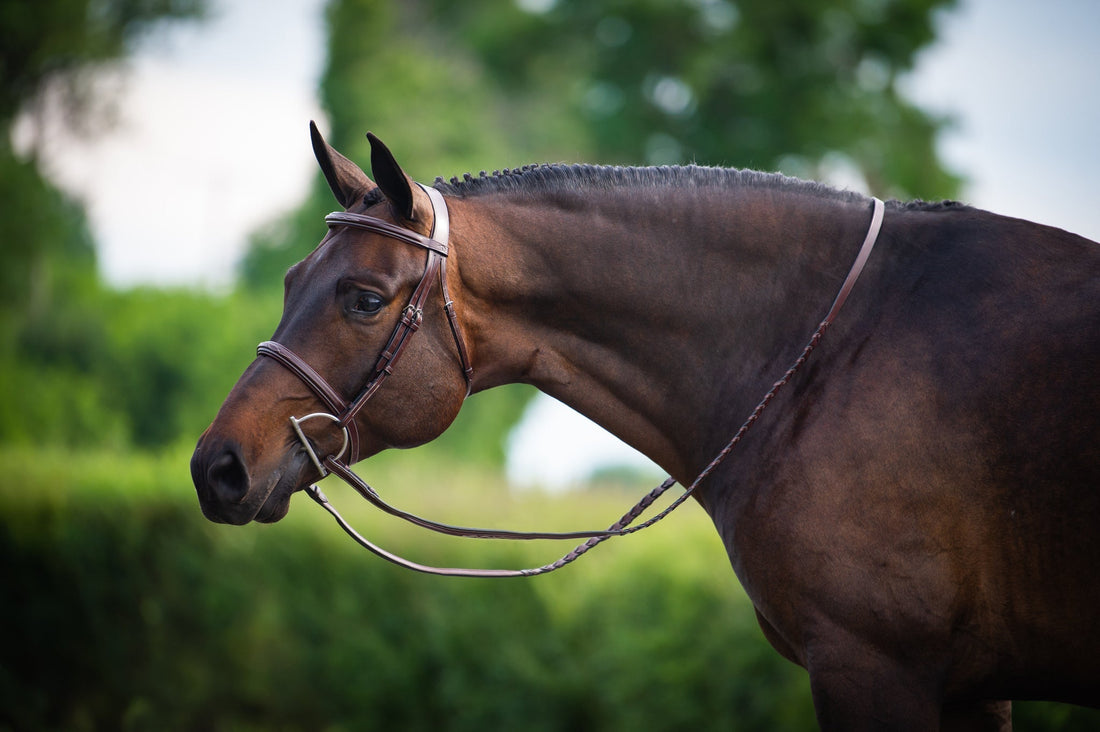 Behind the Scenes: How FEI Checks Show Jumping Horses