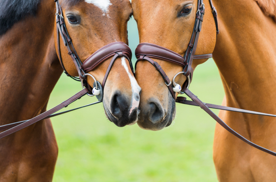 Bit Series Part 1: Eggbut or Snaffle?