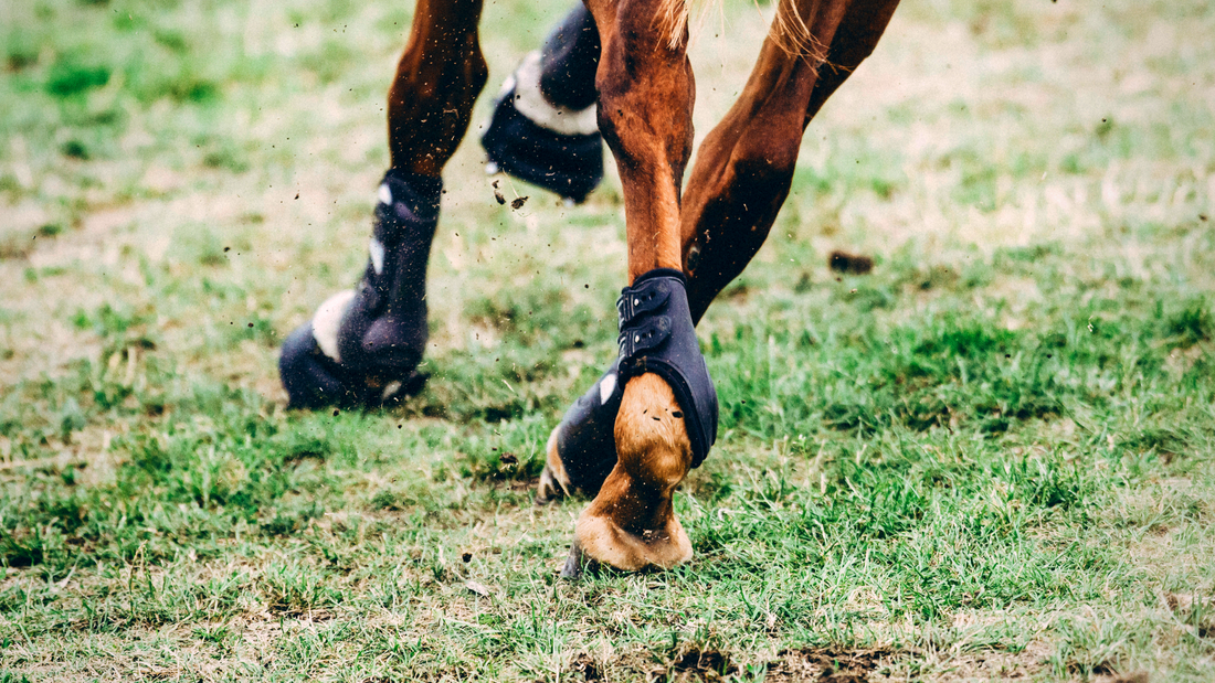 FEI Jumping Rule Changes: Which Hind Boots Are Allowed In 2021