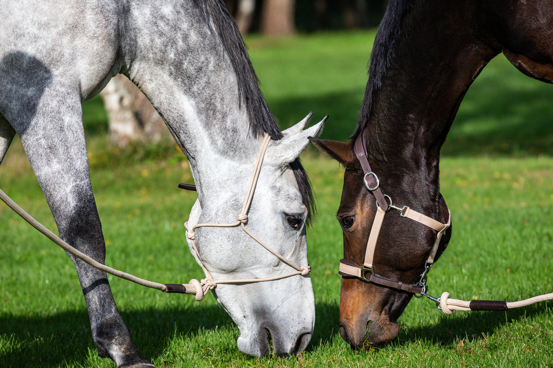 La Cense and Dy'on Combine
