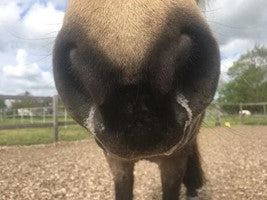 Respiratory disease (COPD) in horses and what to do about it