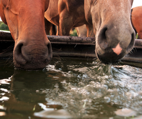 Horses and hot days