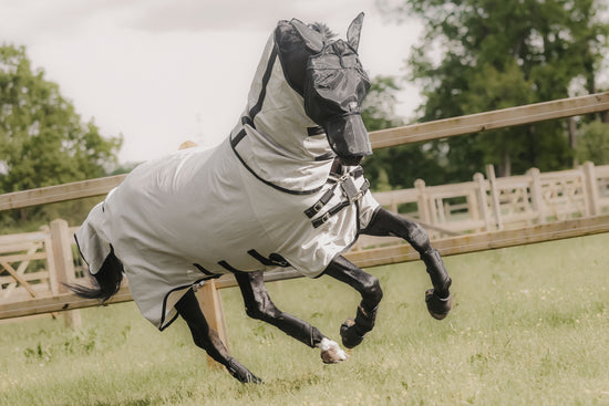 Summer Horse Care: Keeping Your Equine Partner Healthy & Happy