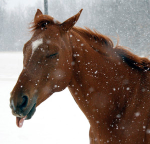 Winter Blues - Cavaletti and Pole Work
