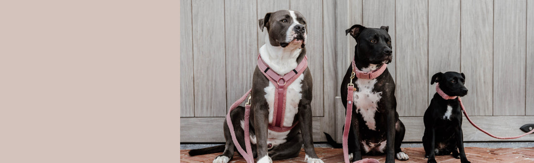 Kentucky Dogwear 肯塔基宠物用品