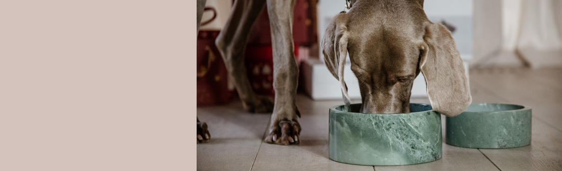 Dog Bowls