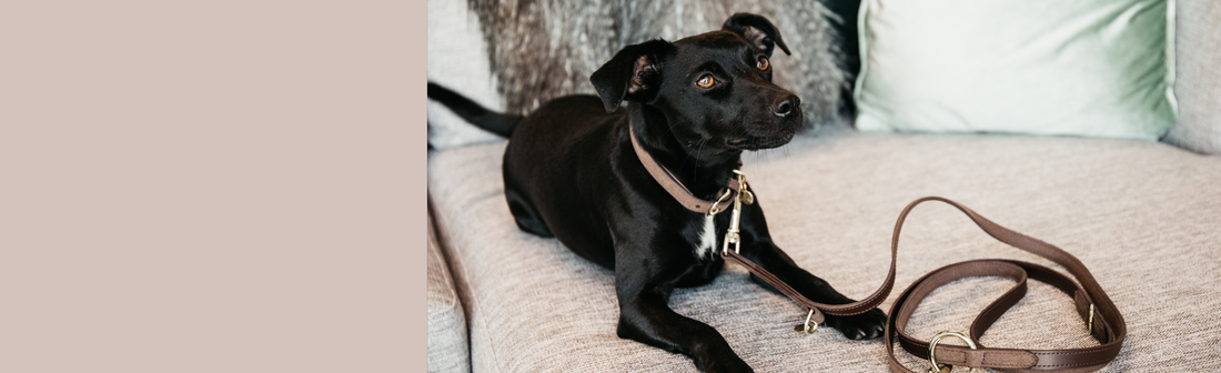 Dog Collars, Harnesses & Leads