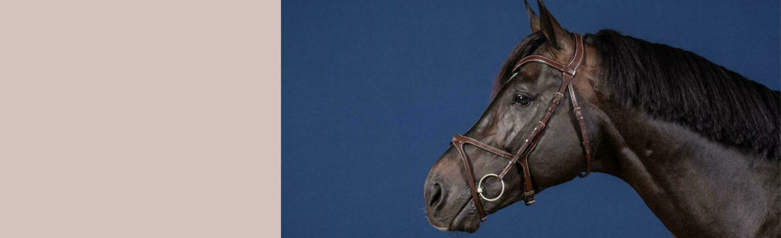 Anatomic Bridles