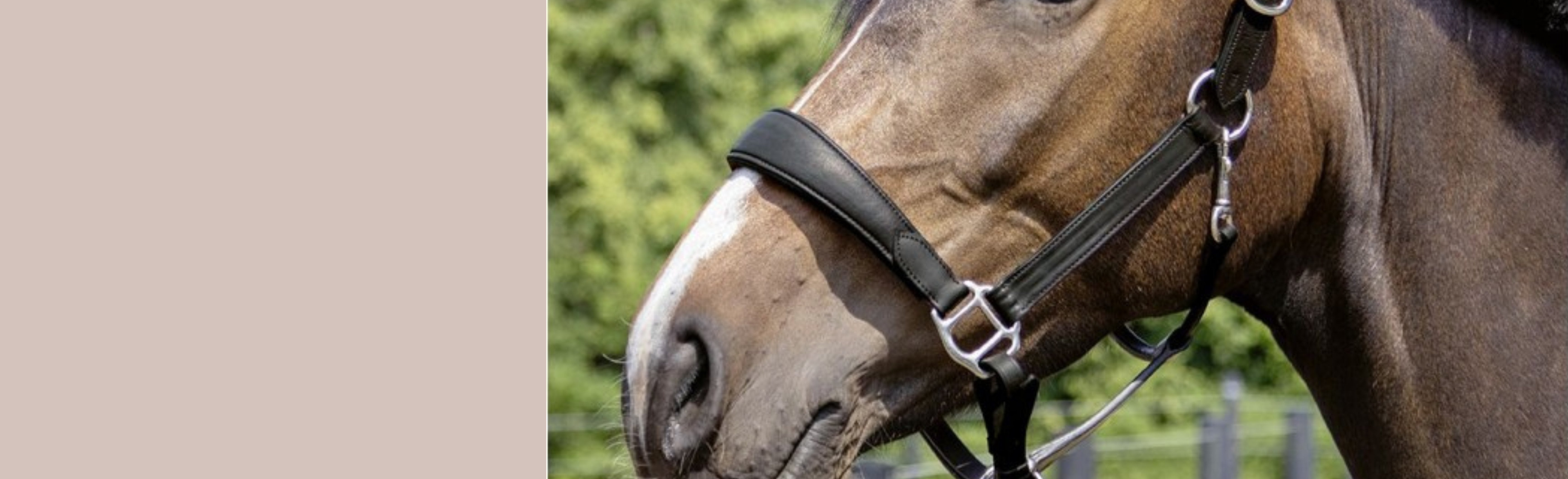 Eques Deluxe Halter & Rope Set - Eaglewood Equestrian Supplies