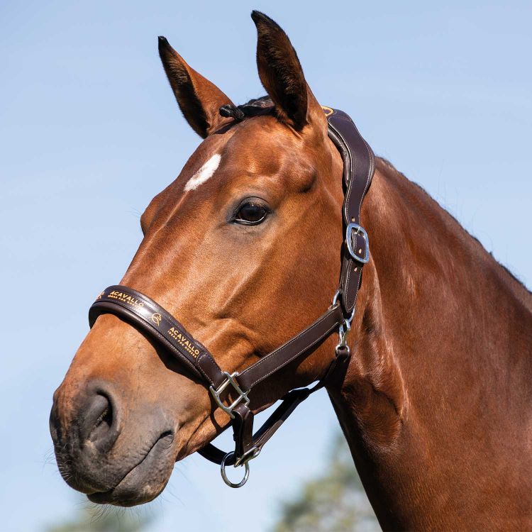 Acavallo Italian Leather Halter with Ergonomic Pollguard and Calfskin Lining