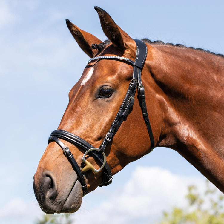 Acavallo Flash Noseband Bridle