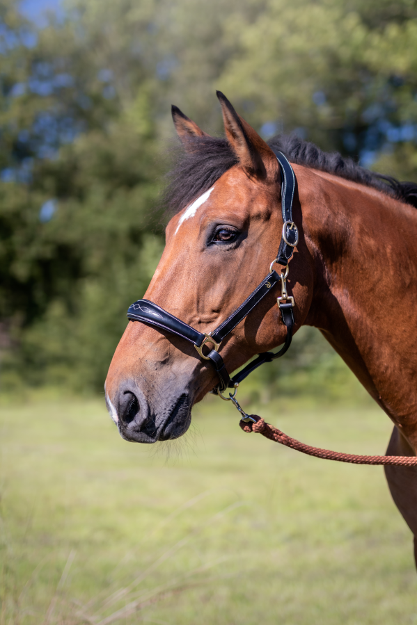 Black Leather Halter with Fancy Stitch