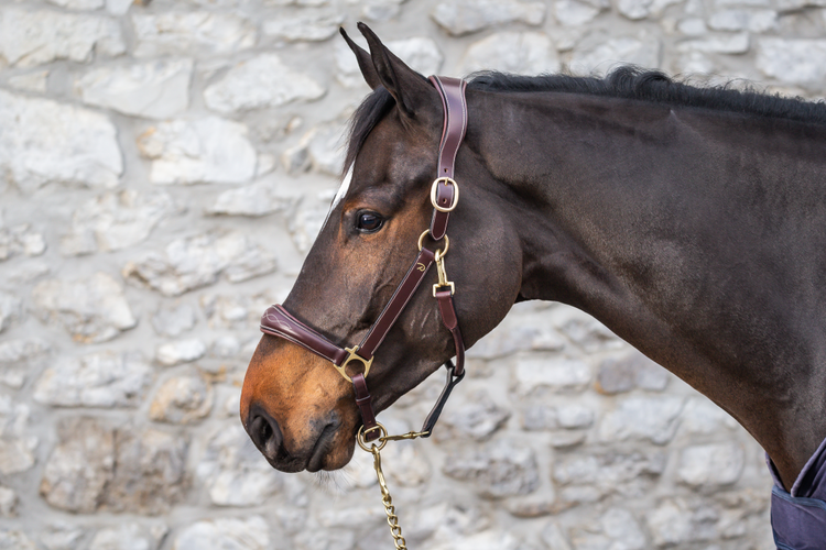 Brown Leather anatomic head collar