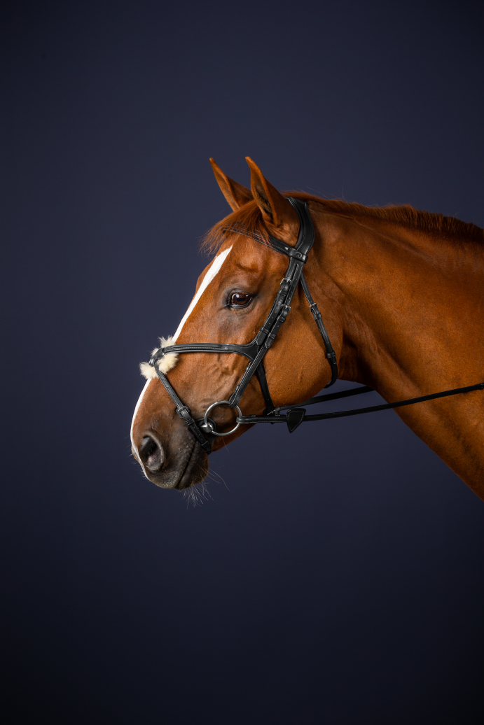 Fig 8 bridle from Dy&
