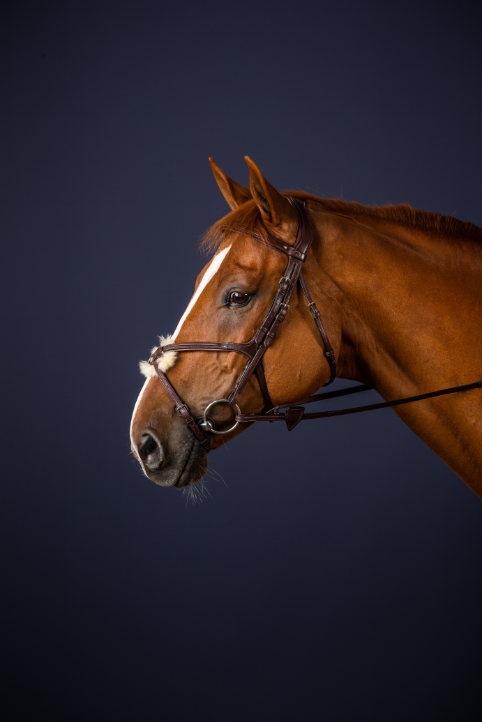 Mexican noseband bridle