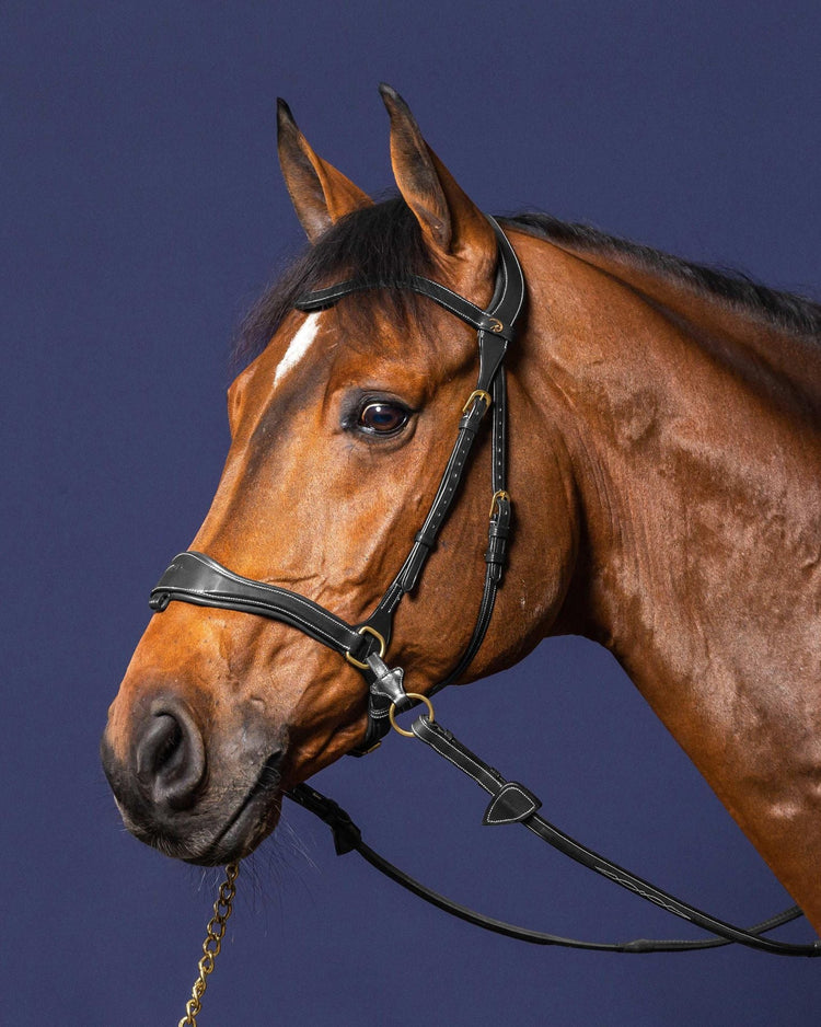 Side Pull bridle for horses