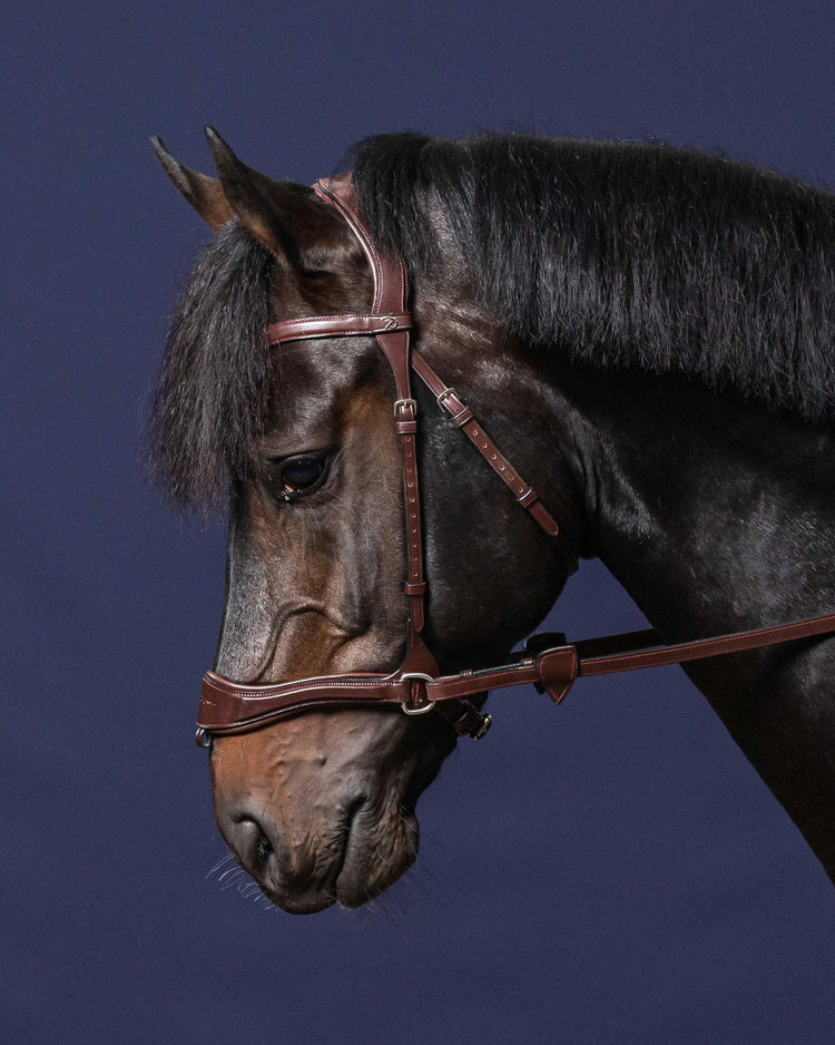 Best bitless bridle