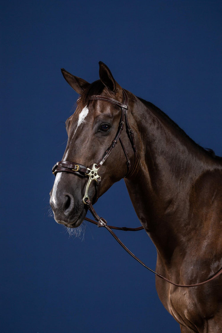 hackamore