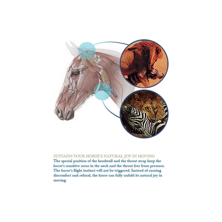 most comfortable anatomic bridle