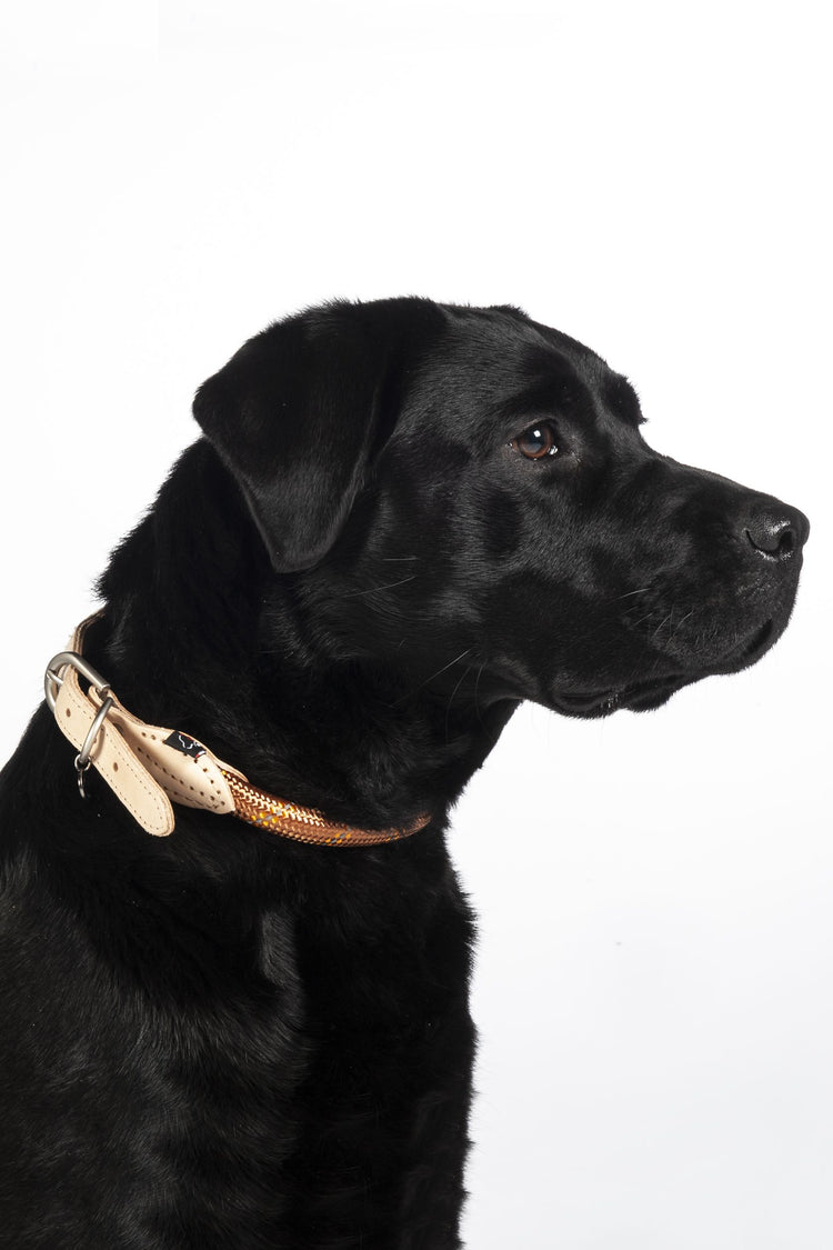 dog collar with reflective elements