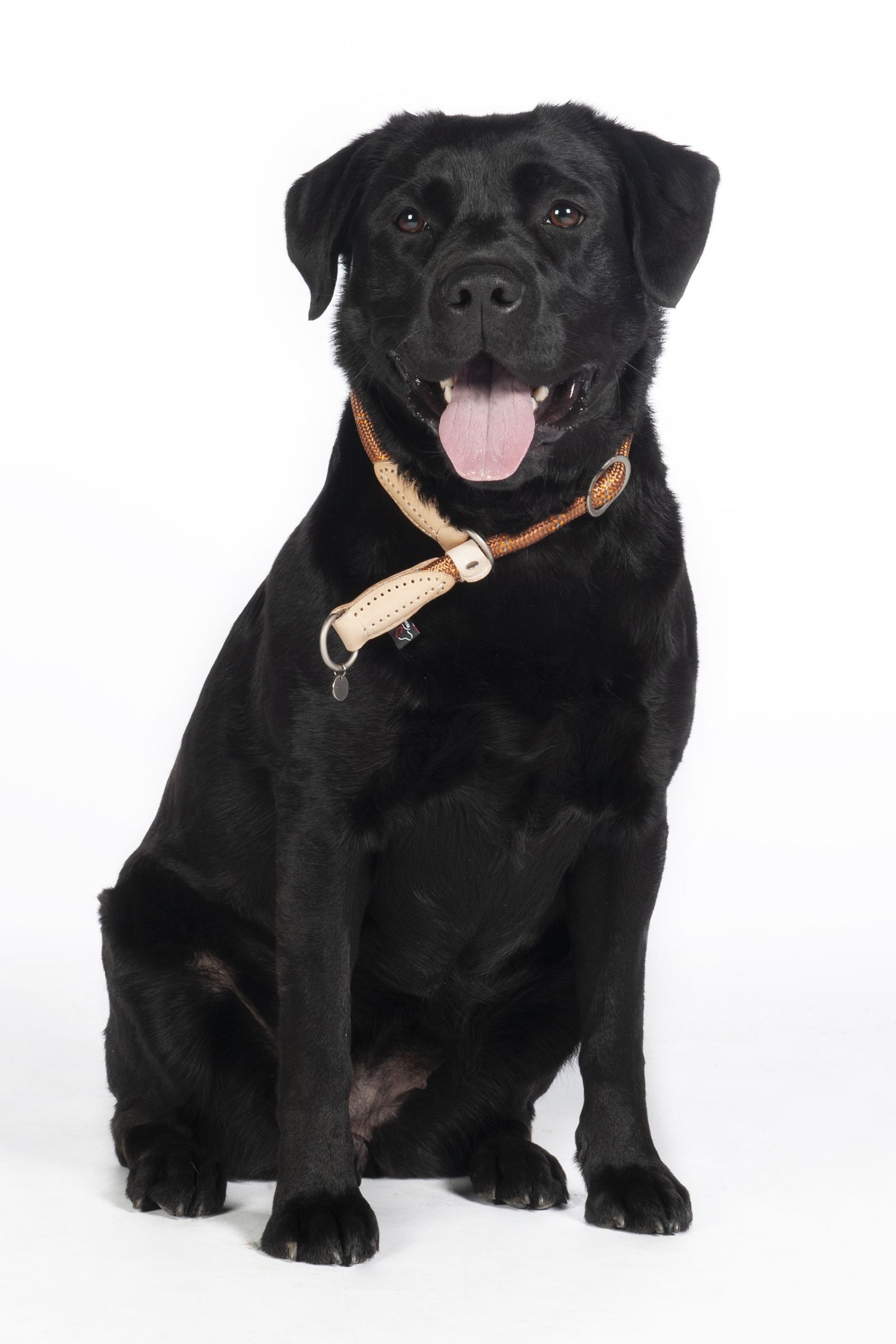 hkm dog collection