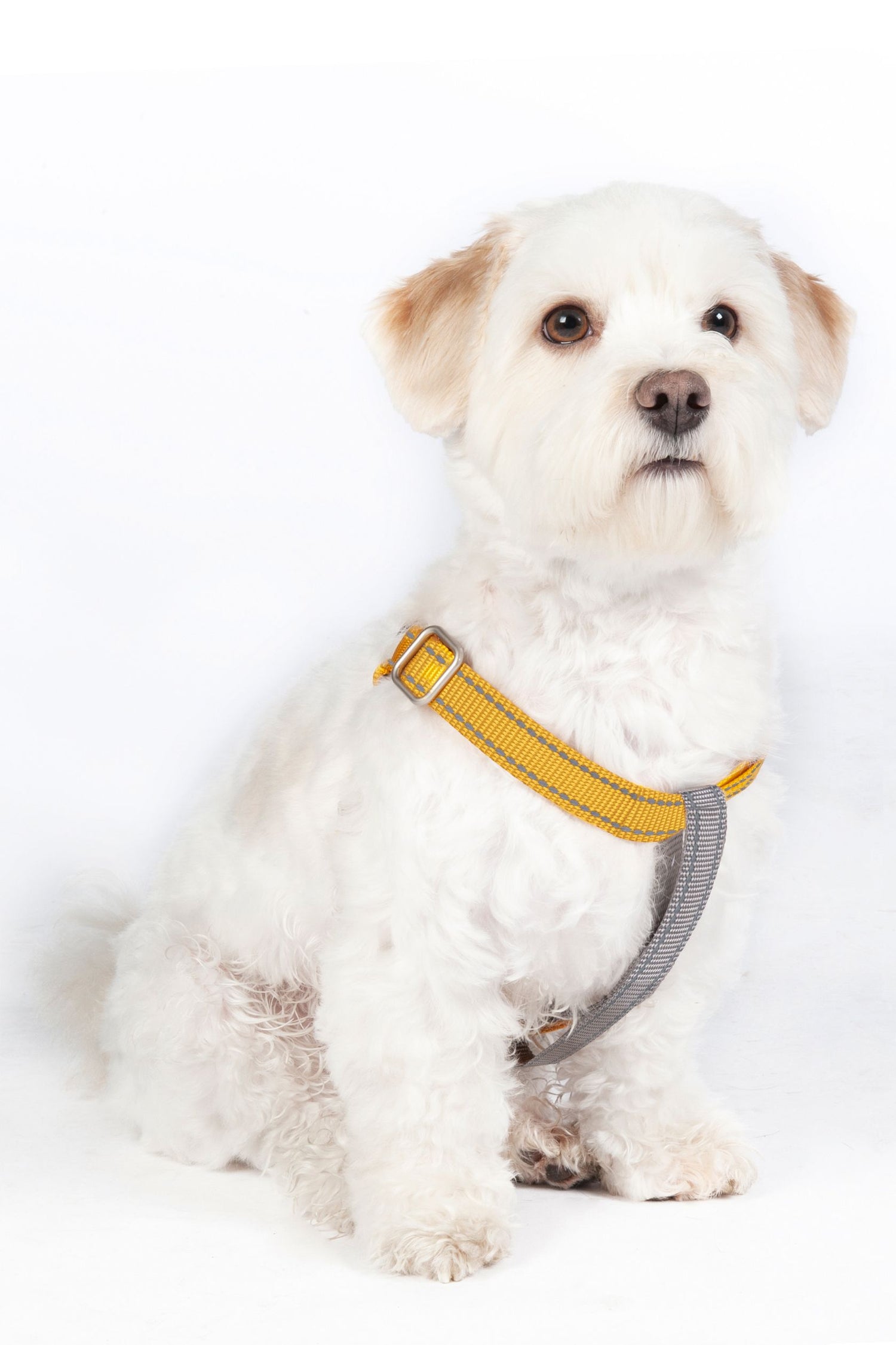 hkm dog harness