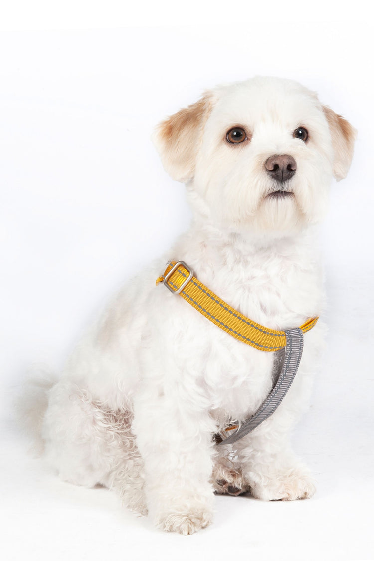 hkm dog harness
