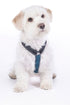 dog harness