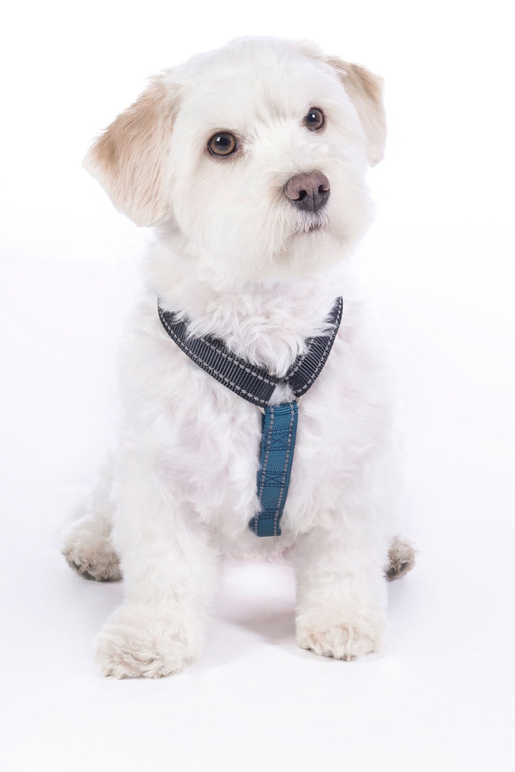 dog harness