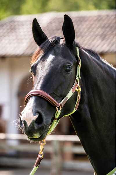 Leather head collar for horses