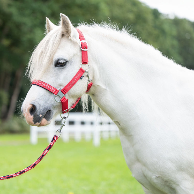 hkm head collar