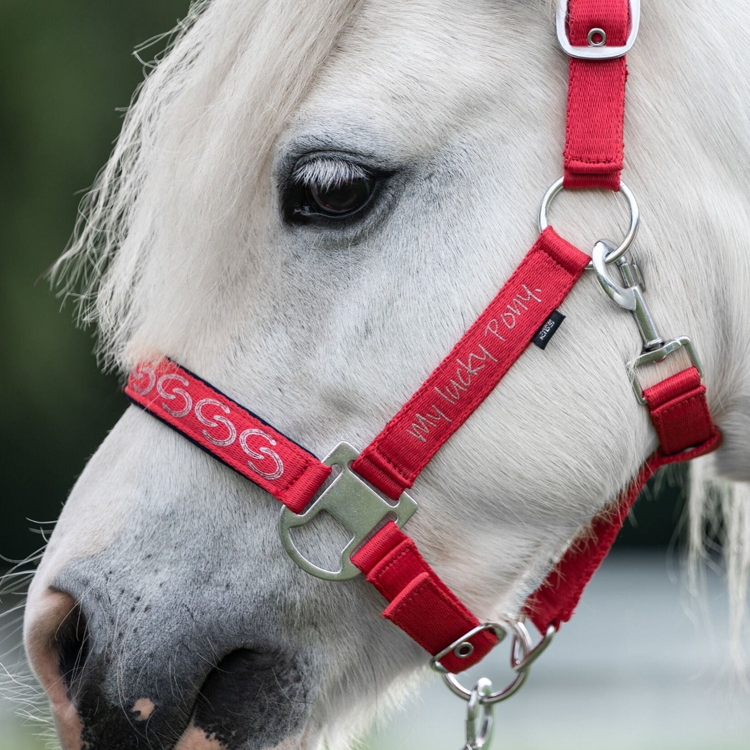 red head collar