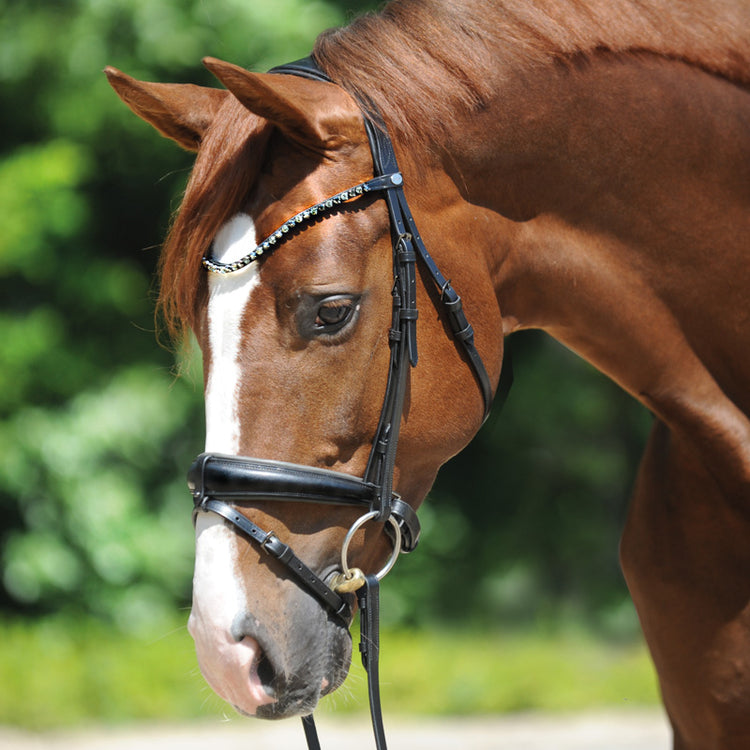 "Grey" bridle
