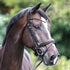 Bridle with dark blue leather