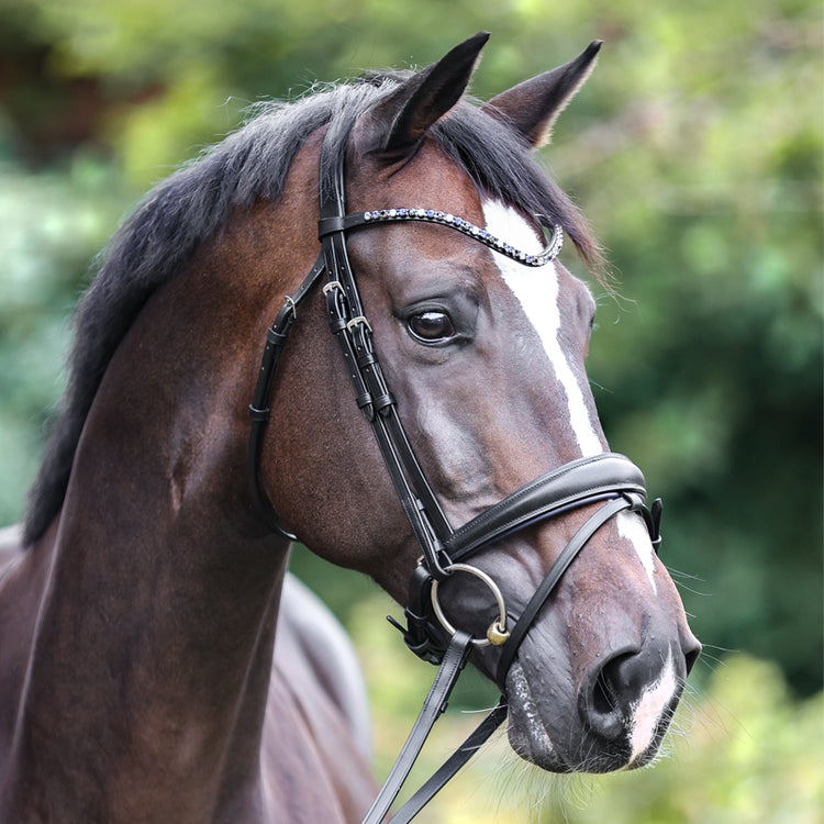Bridle with dark blue leather