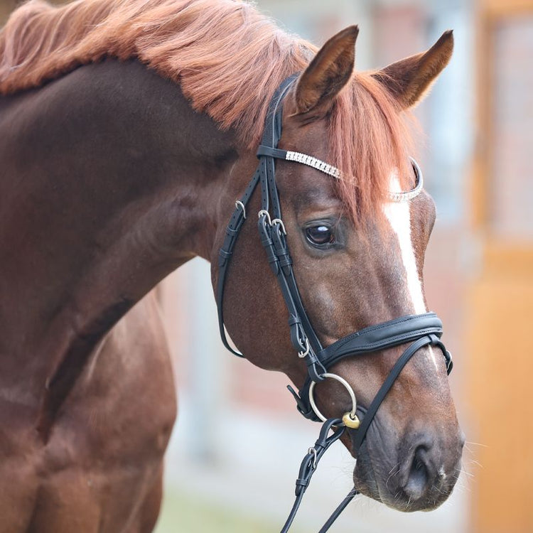 Kavalkade Bridle Everness