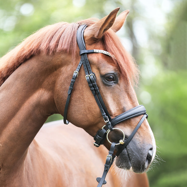 Anatomic dressage bridle with crank noseband
