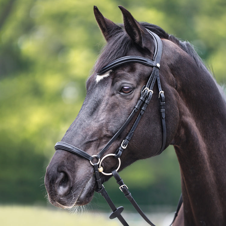 Drop noseband bridle adjustable on both sides