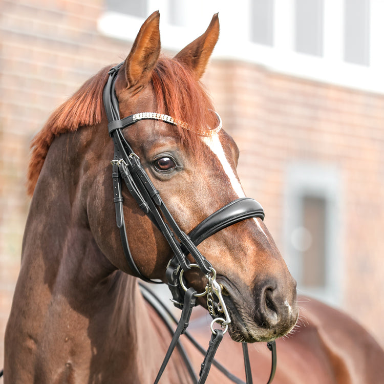 Dressage crank bridle