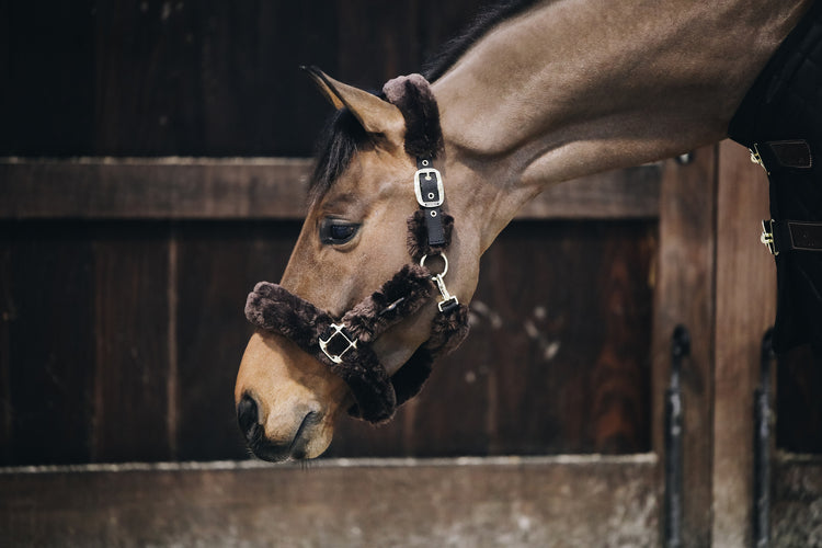 kentucky sheepskin shipping halter