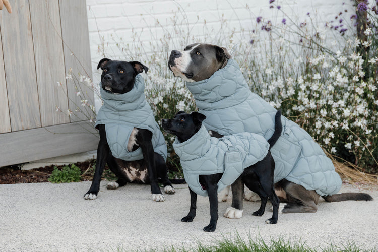 Dog jacket 