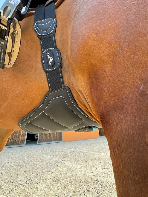 Anatomic jumping girth