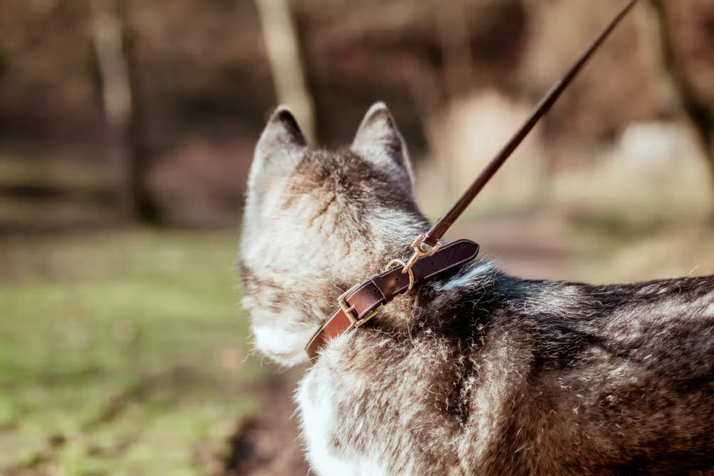 Brown leather dog collar on a husky in the forest