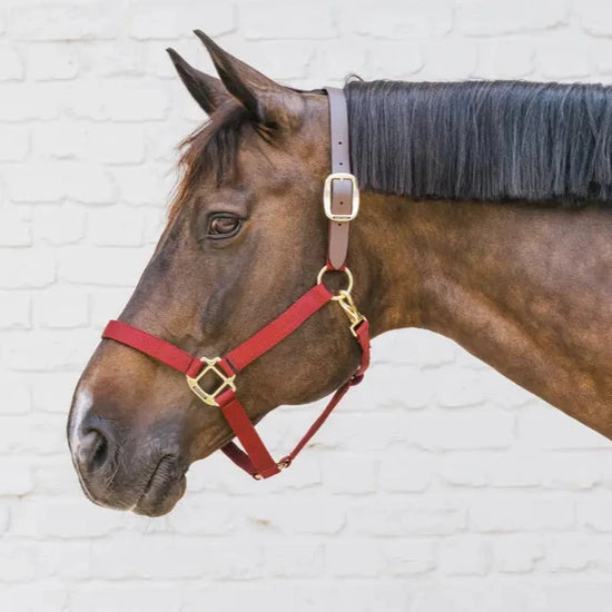 Kentucky Horsewear Nylon Halter Breakaway Online