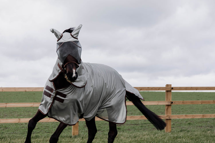 horse fly rug for paddock