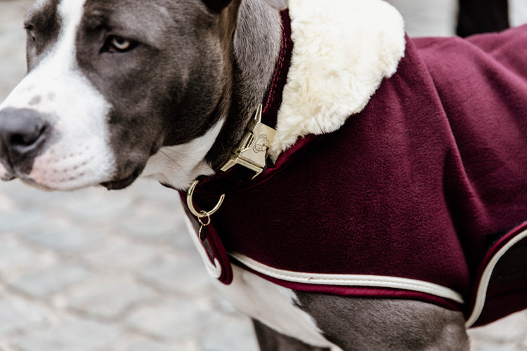 Kentucky Bordeaux dog rug 