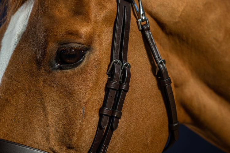 Best training bridle