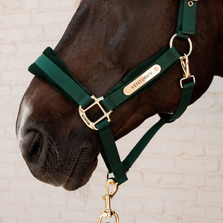 velvet head collar