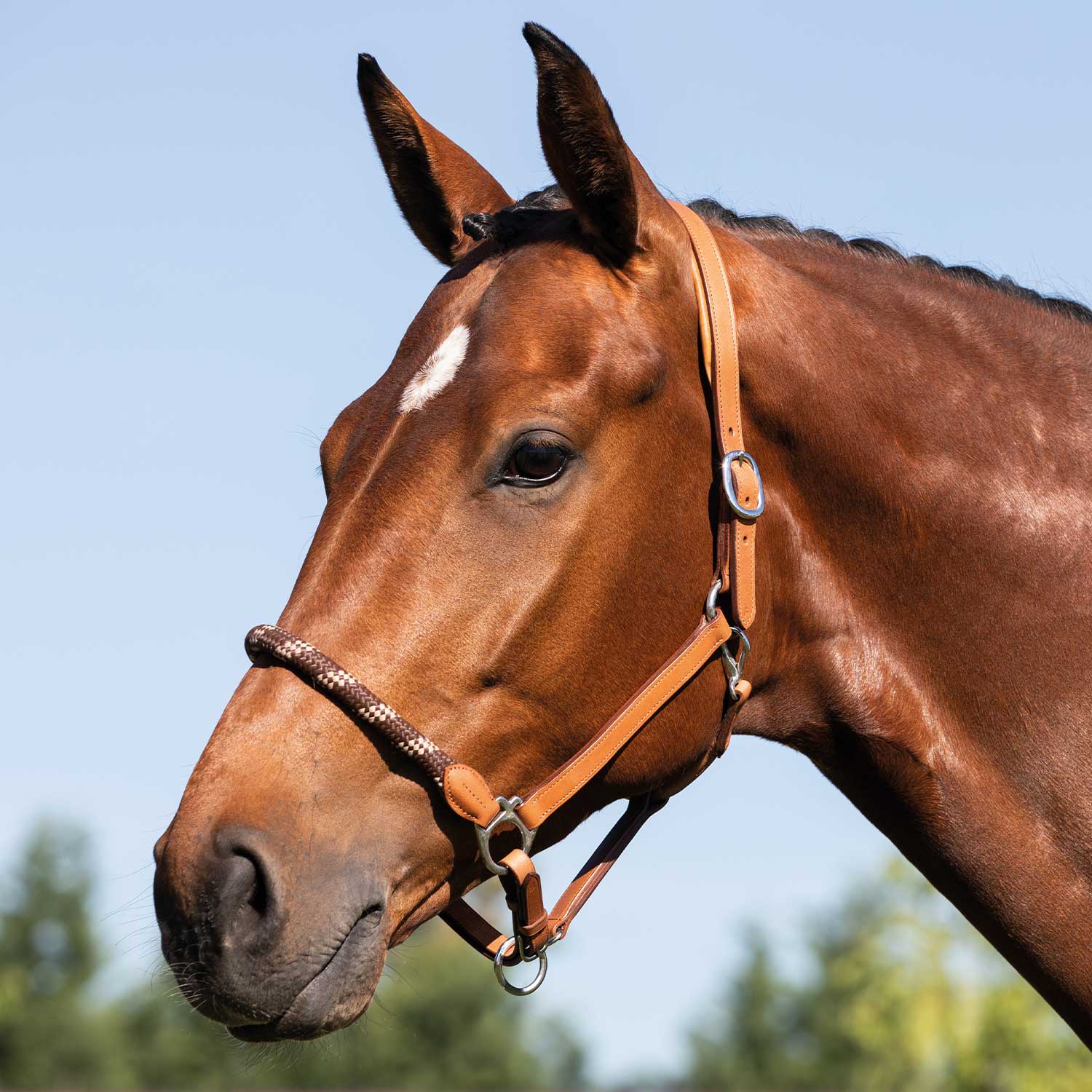 high quality leather head collar