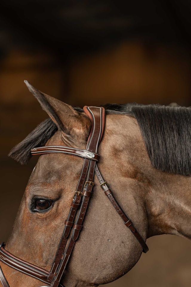 Horse wearing the HFI Anatomical Bridle Milano in brown